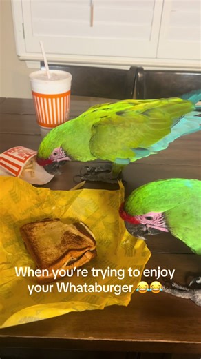 The girls want Whataburger too😂😂 #eating #whataburger #macawsoftiktok #funnyvideo #fyp @Rosebud @Dj🌟