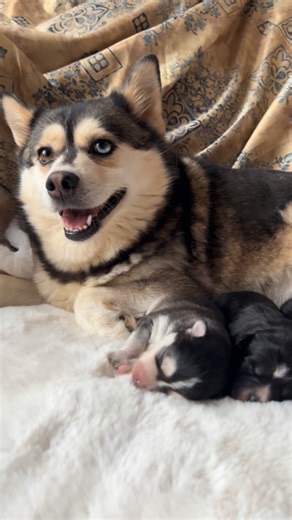 We are happy to introduce our new Pomsky litter🥰#bigrockpomsky #cutedogs #furbabies #newbornpuppies #puppyoftheday #dogmom #happypuppy #puppylife #newlitter #puppylover #pomskyworld #pomsky #breeder | bigrockpomsky