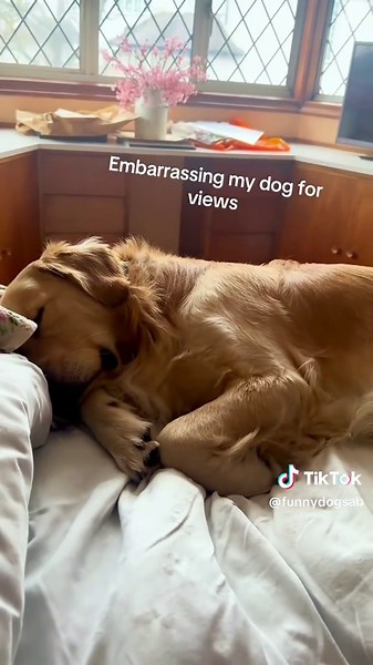 Divertidos momentos con Golden Retrievers