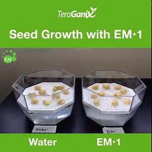 8.1K views · 220 reactions |  Planting seeds? Watch this short seed germination experiment. | TeraGanix | Facebook