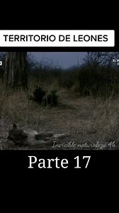 35K views · 945 reactions | 女 Territorio De Los Leones Parte 17 Los Emya Y Bahovad Se Encuentran Y Desata Una Brutal Pelea ⚔️ #Leones #NatGeo #DiscoveryChannel #AnimalPlanet #Documentales #Increiblenaturaleza4k | Increible Naturaleza 4K | Facebook