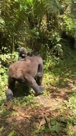 How infant gorillas get around in the jungle. Book gorilla Permit #gorillatrekking