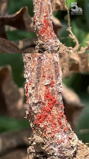 Red Crown Rot threatens soybean fields