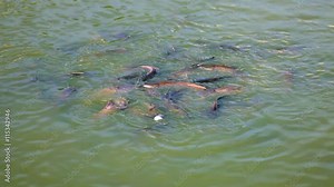Video 1080p - African catfish, and imporatant and inexpensive food source, swarming on the surface of an aquaculture pond at feeding time. Stock Video