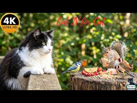 Cat TV 😺 Hungry Birds & Squirrels Fighting for Fruit 🐦🐿 Fun Nature Video 4K
