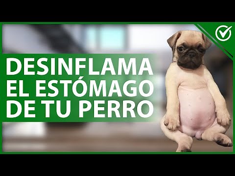 🐩 How to reduce inflammation and cleanse my dog's stomach? - Medicines and remedies 🤕🐩