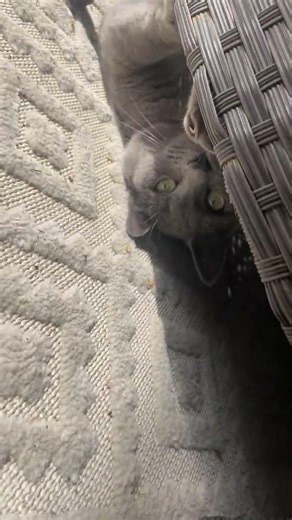CUTE KITTY HIDING UNDER THE TABLE 🐱🐱🥰 #catsofyoutube #kitcatgirls #cutecats