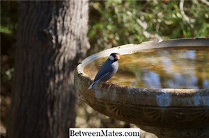 Java ve. NET - Diğerleri 2025