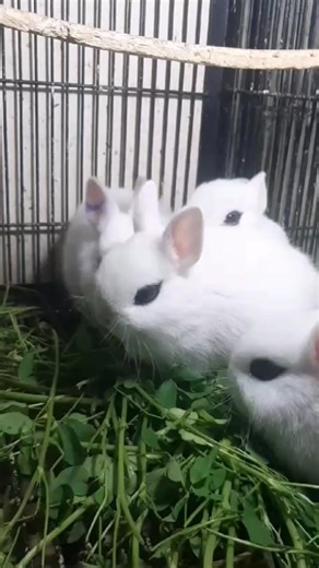 3.3K views · 11 reactions | Beautiful bunny  rabbit   | Beauty of Nature | Facebook