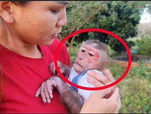45K views · 1.2K reactions | Mom very concern seeing poor monkey Kuku got injured on face | Camp US News | Facebook