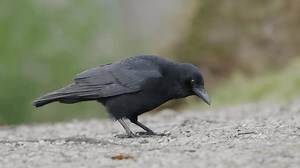 Slow Motion of a Carrion Crow Feeding on the Ground