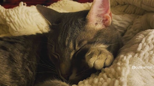 Quand le distributeur de croquettes se déclenche #chat