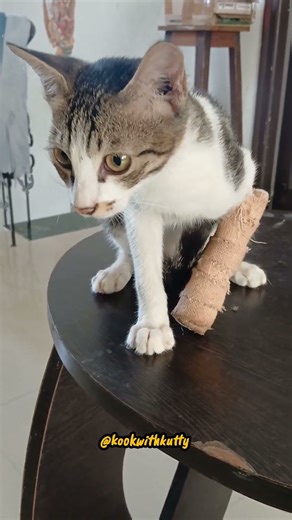 #funny #comedy #funnyanimals #cat #pet #dog #animaldub #animallovr #shortsfeed #trending