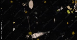 Copepod (zooplankton) in freshwater and Marine under microscope.