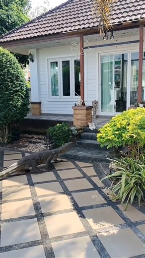 Garden Stand-Off: Cat Locks Eyes With Lizard… What Happens Next? 🐱🦎