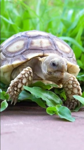 🐢 Why turtles never experience stress and live longer than any other living beings.