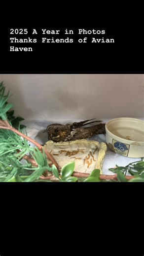 2025 in Review 🪶 Every photo tells a story of rescue, care, and second chances. Because of you—our community, volunteers, and supporters—thousands of birds received the help they needed on their journey from rescue to release. Thank you for being part of every wingbeat! Onwards and Upwards! Here’s to 2026! #AvianHaven #fromrescuetorelease #2025wrapped #gratitude | Avian Haven