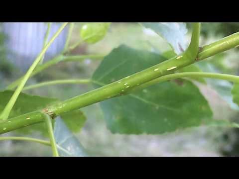 Hybrid black poplar (Populus x canadensis) - stems close up - July 2017