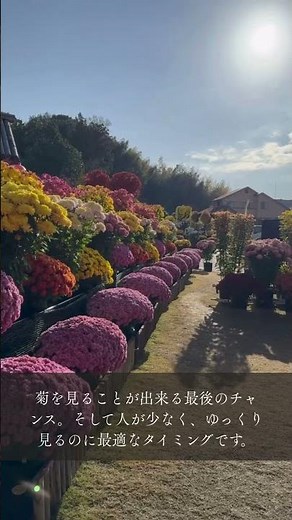 【笠間】まだ間に合う井筒屋の菊【かさま歴史交流井筒屋】#茨城#笠間#カフェ#茨城カフェ#笠間カフェ#菊#菊まつり#コーヒー