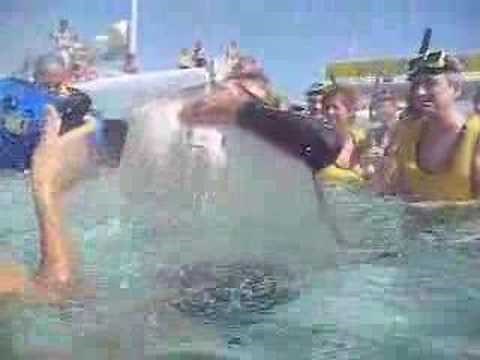 Steve Irwin Stingray attack aftermath