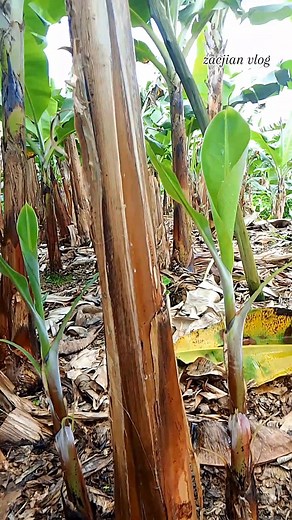 This called vampire stick, This technique is apply to the banana poor plant #tips #banana #tutorial #fblifestyle | Zacjian Vlog