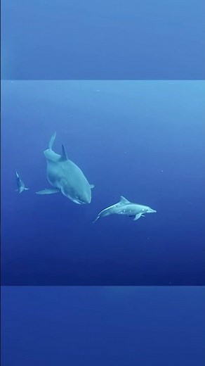 Shark & Dolphin Best Friends! 🦈🐬 | World's Biggest Great White | ‪@natgeokids‬