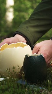 35K views · 219 reactions | Ostrich Egg vs Emu Egg!  | Fire Kitchen | Facebook
