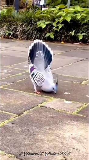 Australian Crested Pigeon; A Unique Bird of Continent Australia | Australian Crested Dove ✨🕊️✨
