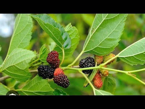 Mulberry plants / variety Chiang mai 60/wholesale price all over India delivery Order 090827 64881