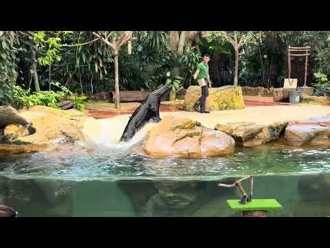 Singapore Zoo 2025 | Splash Safari Is a Must-See