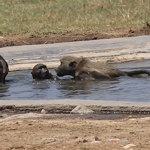 Watch as playful young baboons dive into the water, showcasing their agility and joy! A heartwarming display of primal playfulness. #BaboonSquad #SwimmingMonkeys #WildlifePlay #SafariFun #YoungExplorers | Wildest Kruger Sightings