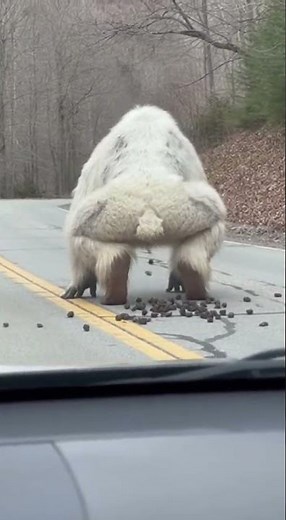 Gorilla Caught Pooping on Jungle Road 😂💩 Funny Mobile Recorded Video #funny #youtubeshorts #animals