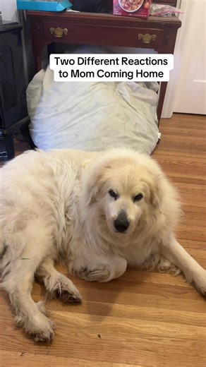 Loki says “why did you wake me up from my nap?” 🧐