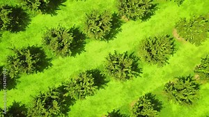 Row of hazelnut trees in green garden, rich soil, dark trunks, green leaves, bright blue sky. Drone view on hazelnut tree plantation in summer against backdrop of mountains. agriculture, mountains.