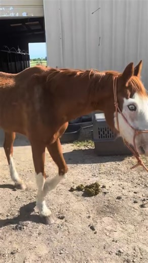Lucky Break Ranch Corp on Reels