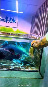 Giant Arapaima Attacks Snakehead ! #viralshort #usa #shortsfeed