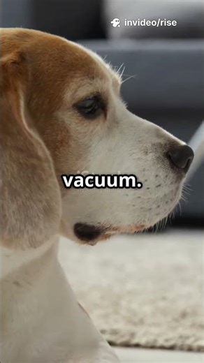 Animals Freaking Out Over Silly Things #trending #trendingshorts #youtubeshorts #shorts #shortvideo