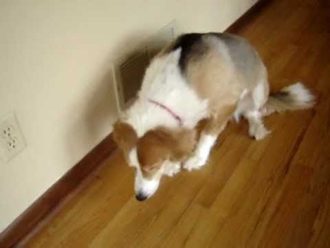 PART 1: Self Punishing Bad Guilty Dog, LeeLoo - Cute!