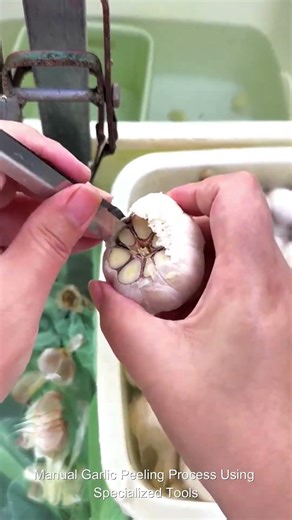 Manual Garlic Peeling Process Using Specialized Tools