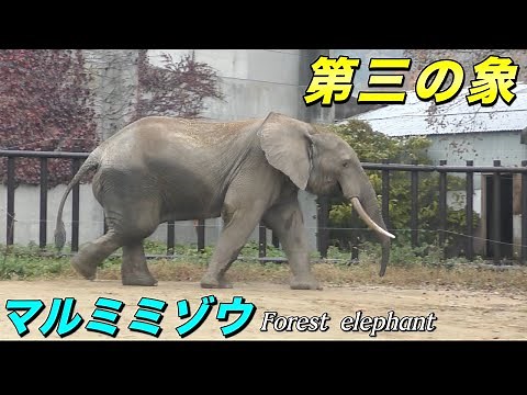 【知ってる？】新種の象 マルミミゾウの生態〜アフリカの森林に暮らすアフリカのゾウ（Forest elephant）〜