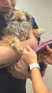 Slippy paws will now be tip tapping | Itty Bitty the Griff