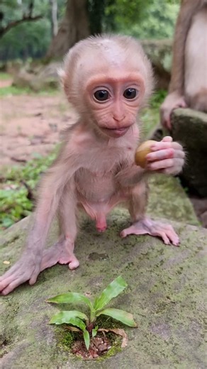 30 /07/2026, Cute baby monkey Alfie #Alfie