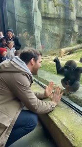 170K views · 2.3K reactions | Heartwarming moments shared with this adorable gorilla 懶 #ZooExperience #GorillaSweet #LoveMoments | Gorilla Love | Facebook