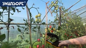 SWANSOFT Plant Tying Machine, Lightweight Plant Vine Tying Tape Machine Tool, Planting Tape Gun for Tomatoes, Grapes and Vegetable Garden, Come with 20000pcs Staples 20 Rolls (Yellow)