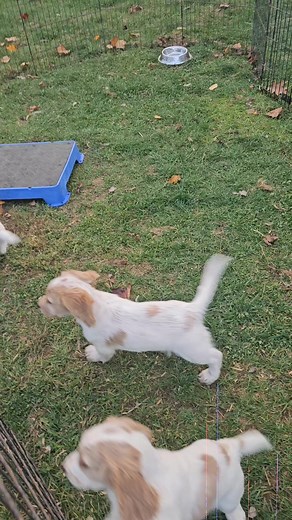 Last night together. Maisy leaves tomorrow for upstate NY with Tanya. #eshodwallyxella2025 #eshodenglishcockers | Eshod English Cocker Spaniels