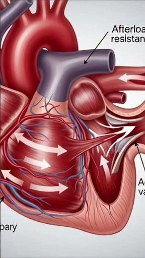 ❤️ The Secret of Diastole! #animation
