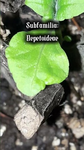 Taxonomía: Salvia Divinorum #taxonomia #biology #biologia #taxonomy #plants
