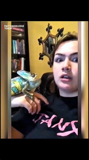 Chameleon hunting is deadly 😱🫣 ।