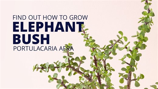 How Portulacaria afra ‘Elephant Bush’ Elevates Every Arrangement