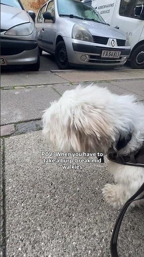 You gotta get it out lil fluff 😂#dogburp #dogmoment #shihtzu #smoldog